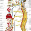 Scientific chart